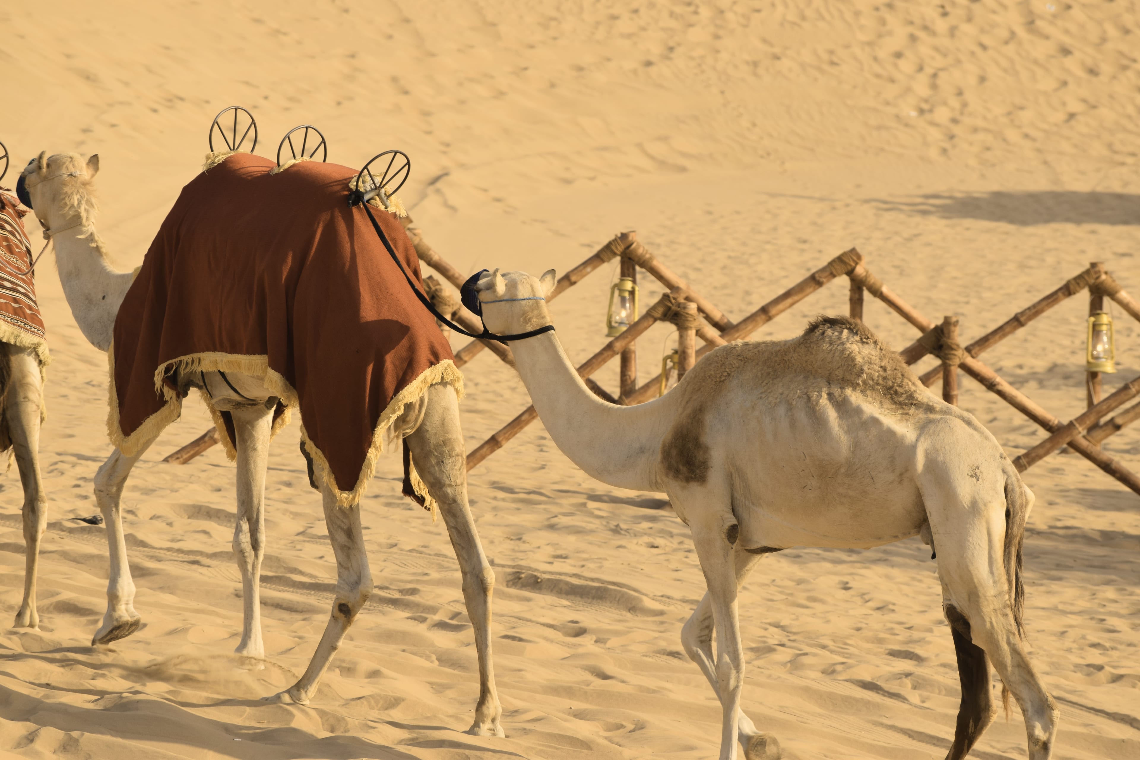 Two camels, one in a red saddle blanket, on pale desert sand
