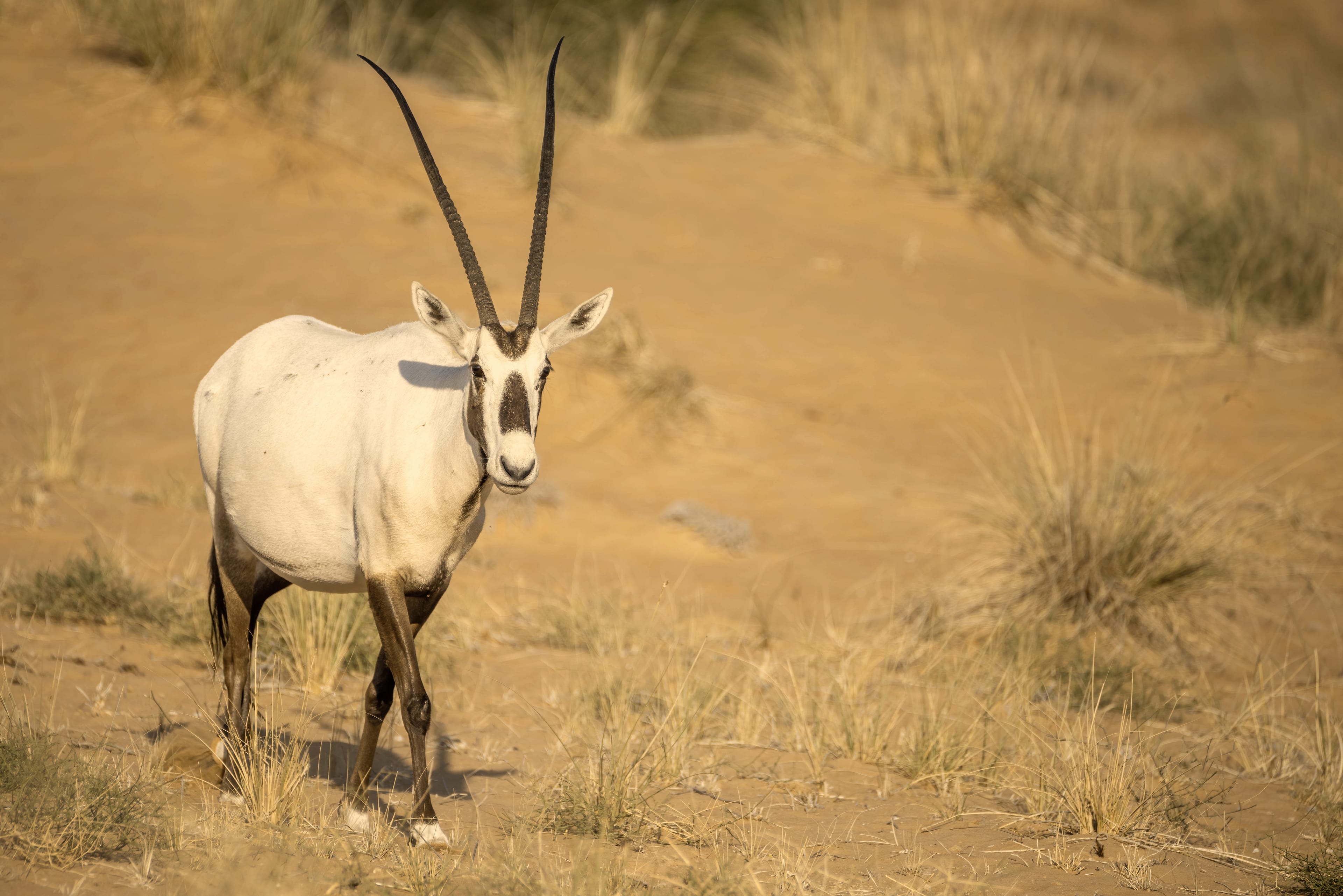 An Arabian oryx walking across golden sand at the Dubai Desert Conservation Reserve